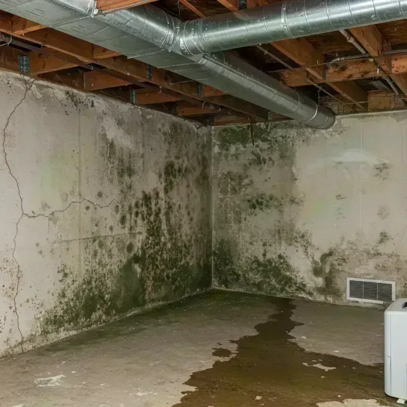 Professional Mold Removal in South Shore, KY